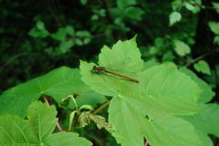 S3890020Libelle-und-Ameisen