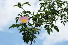 2016-06-04_Wiesmuehl_kks_DSCF0459
