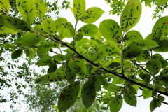 2016-06-04_Wiesmuehl_kks_DSCF0510