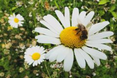2016-06-04_Wiesmuehl_kks_DSCF0652