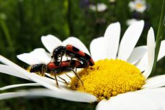 2016-06-04_Wiesmuehl_kks_DSCF0714